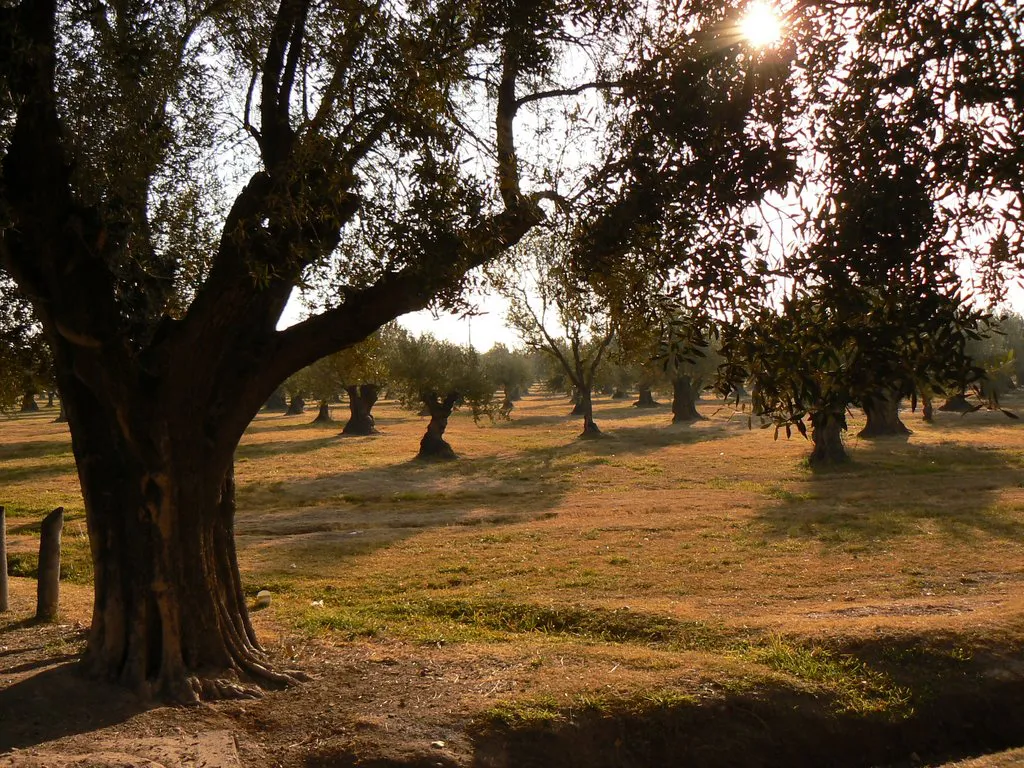 Maipú aceite de oliva 2