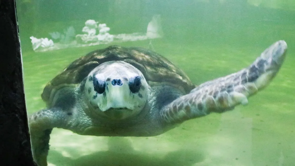 el-tortugo-jorge-se-despidio-del-ex-acuario-mendoza-el-lugar-que-fue-su-hogar-38-anos-este-miercoles-parte-rumbo-mar-del-plata-donde-sera-alojado-el-centro-rehabilitacion-fauna-marina-aquario