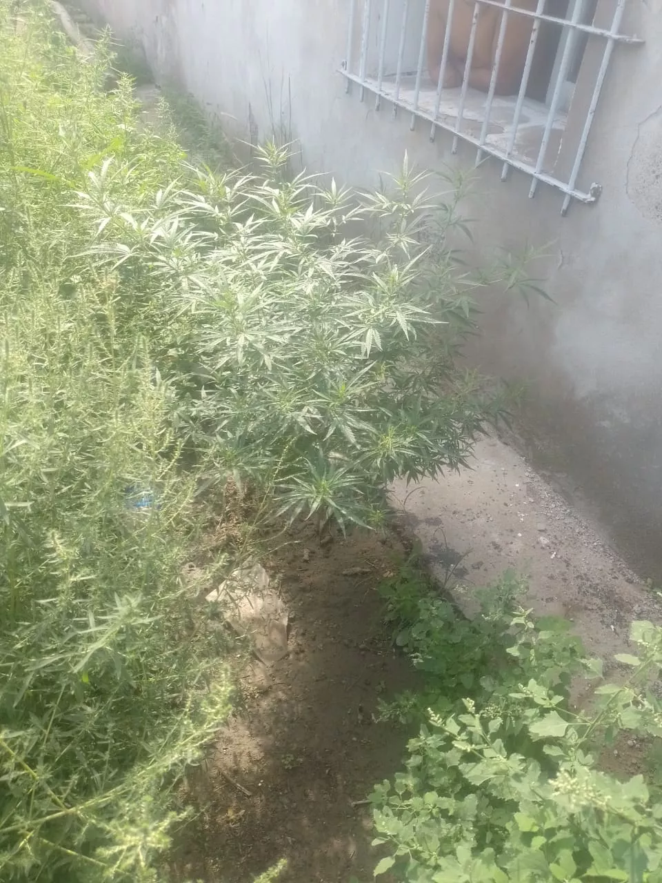 IMG-20230314-WA0050
