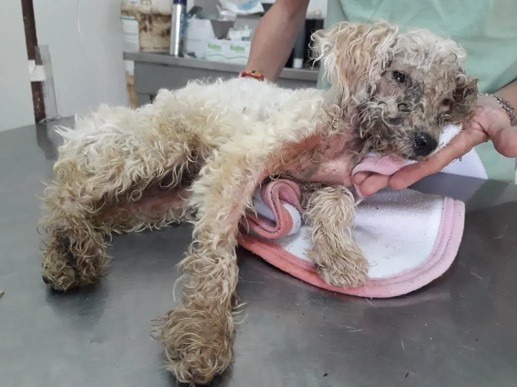 caniche maltrato