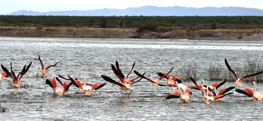 flamencos
