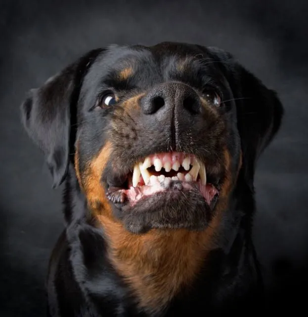 rottweiler_vga