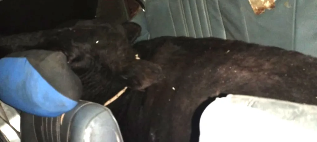 WhatsApp-Image-2024-06-04-at-07.44.24-1