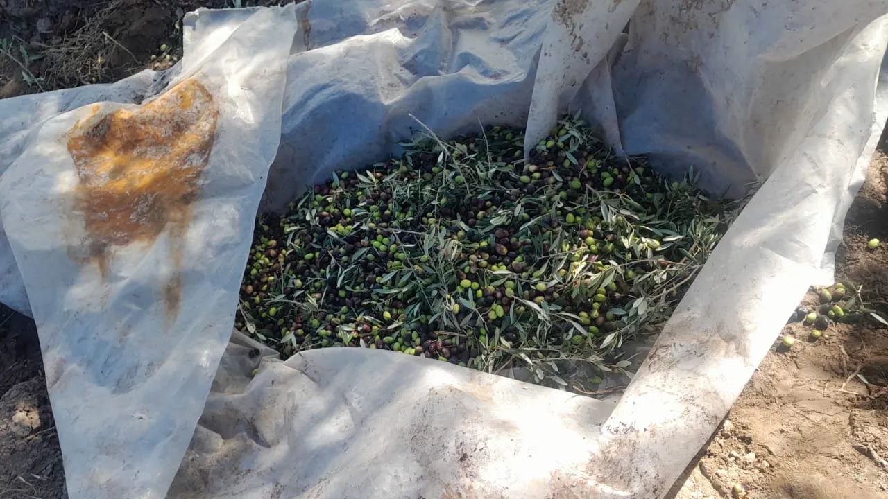 WhatsApp Image 2025-04-26 at 18.17.29