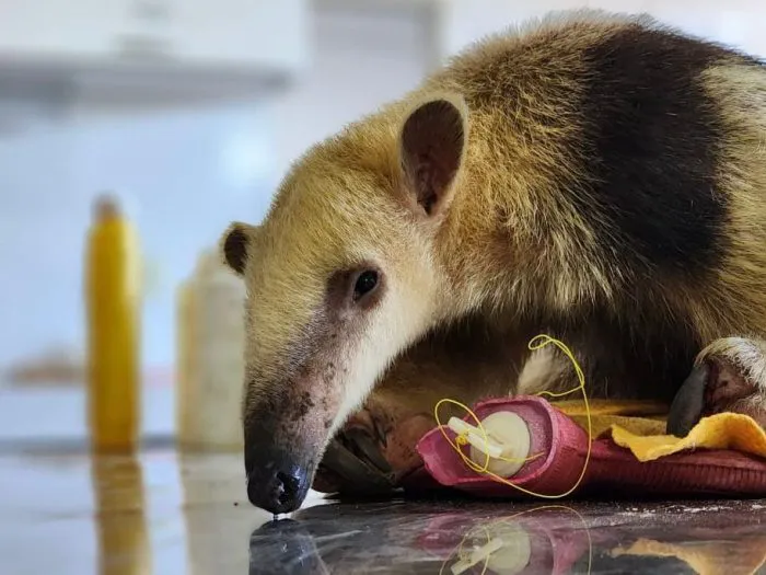OSO MELERO