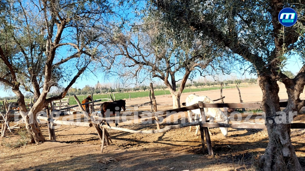 caballos
