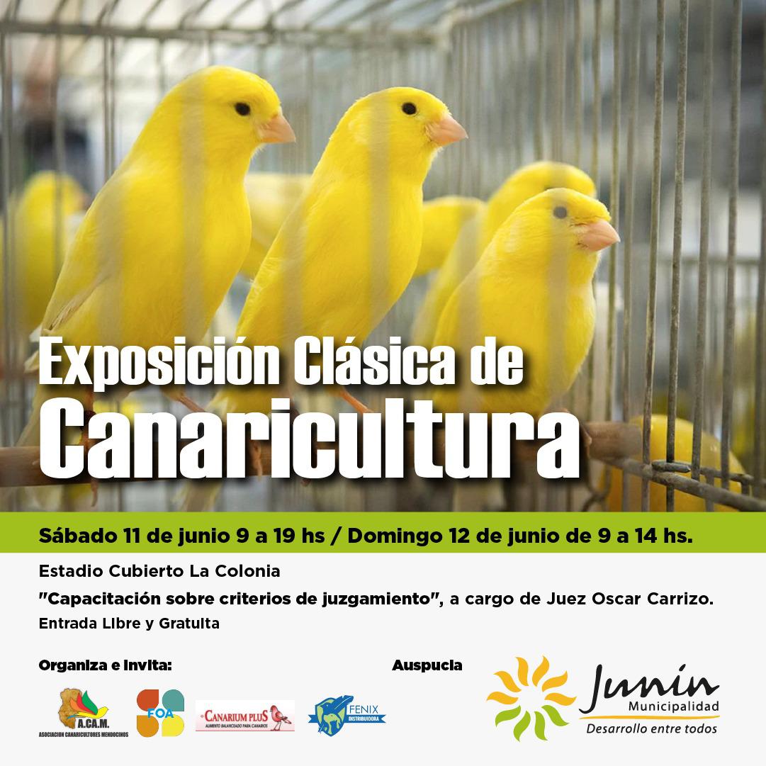 exposición canarios