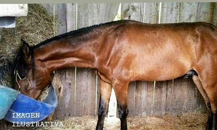 Caballo