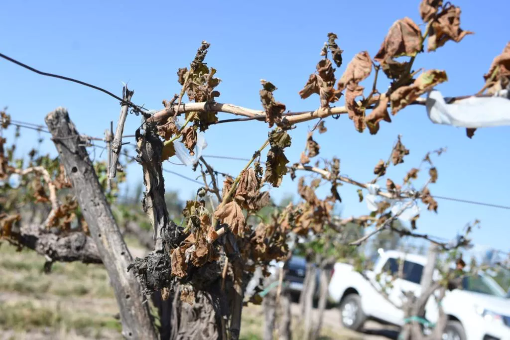 WhatsApp Image 2022-11-03 at 09.30.07