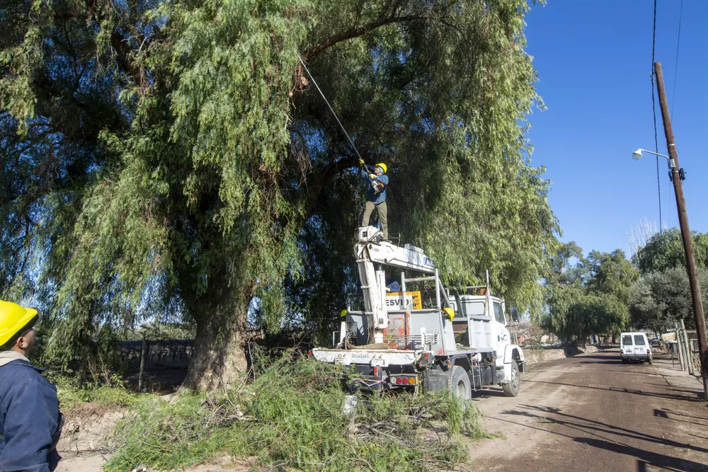 Limpieza y poda en Los Arboles-0313