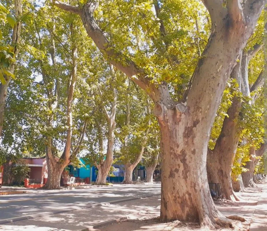 WhatsApp Image 2026-03-26 at 08.03.11