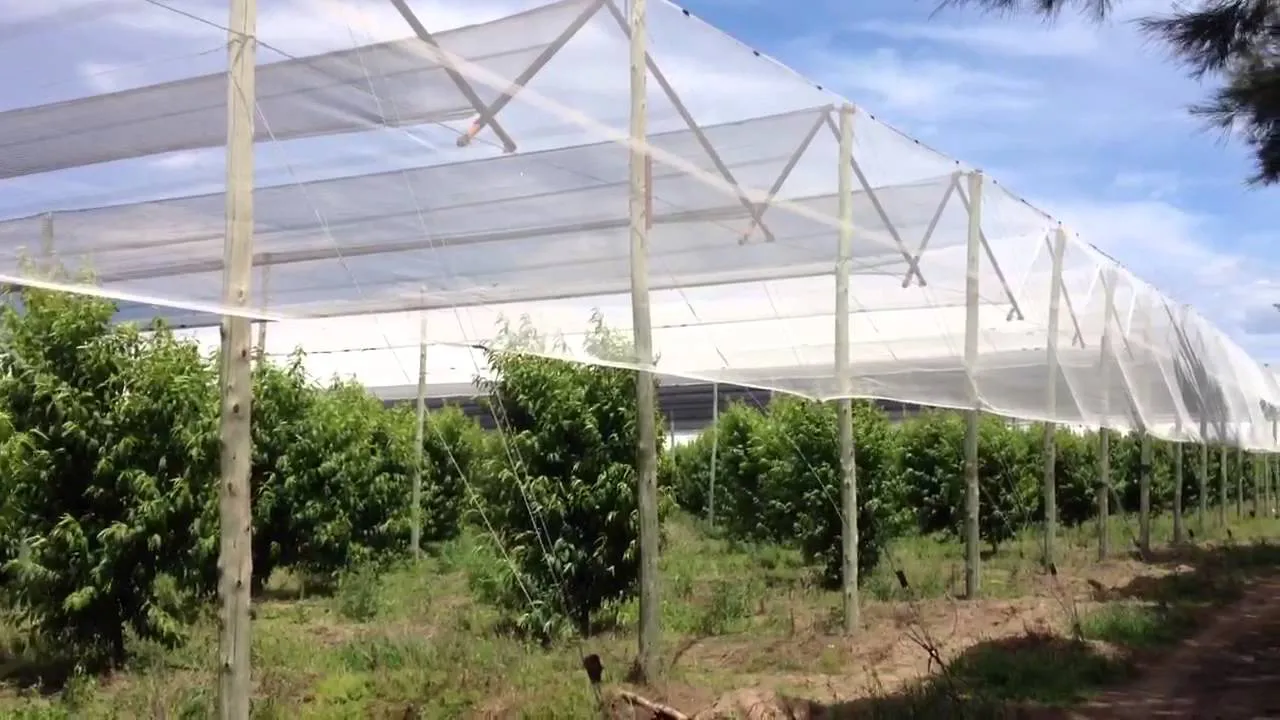 cultivo finca agro