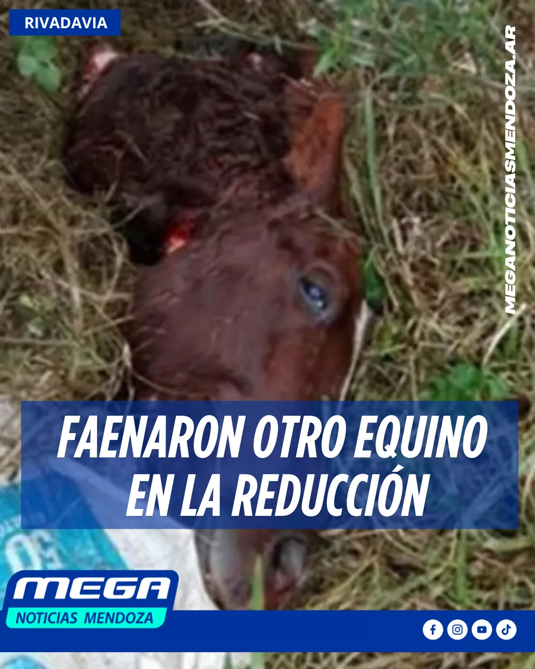 equino