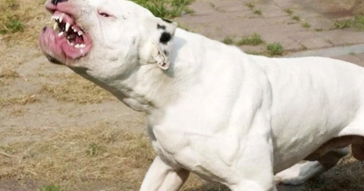 dogo