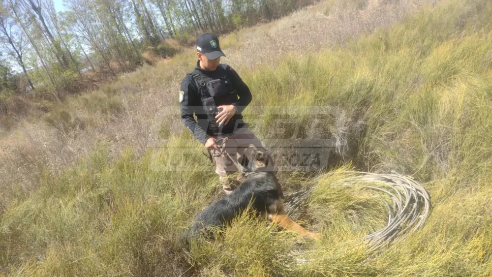 perro policía