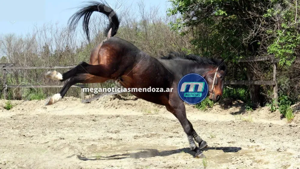 caballo